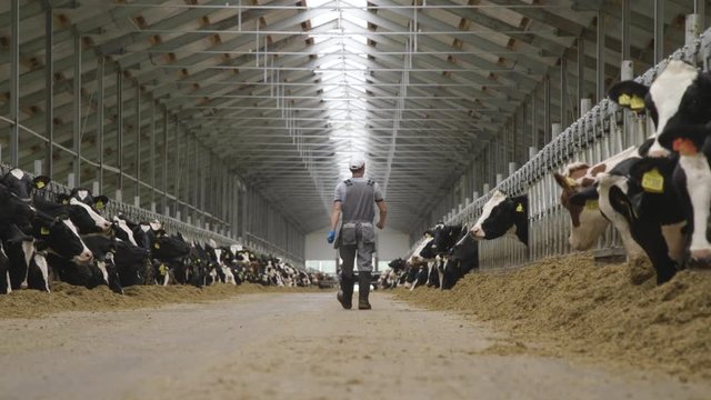 Agriculture Industry, Farming, People and Animal Husbandry Concept - Young Man or Farmer Walking Along Cowshed and Cows on Dairy Farm. clean, Beautiful and modern cowshed. kept in good conditions.