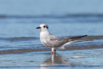 Black-fronted Tern Endemic to New Zealand