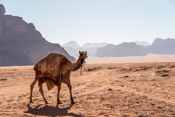 A camel walking in Wadi Rum red desert in Jordan, Arab