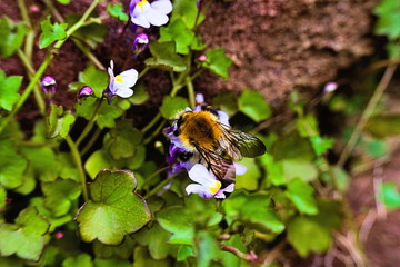 Eine Hummel auf einer Blüte