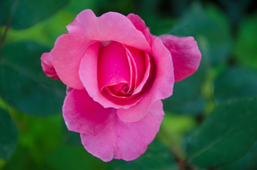 pink rose close up, flower, rose