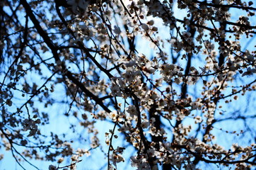 blooming cherry plum on a branch