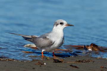 Naklejka premium Black-fronted Tern Endemic to New Zealand