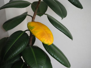A yellowed ficus leaf in front of a green leaf. Illustration of vitamin deficiency, lack of minerals, nutrients.