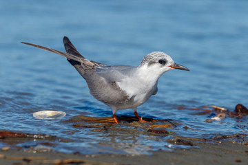 Black-fronted Tern Endemic to New Zealand