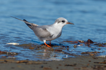 Black-fronted Tern Endemic to New Zealand
