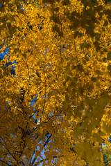 The yellow golden foliage of the autumn tree close up. Ready background.