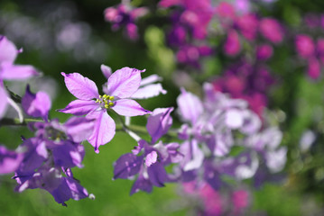 Purple, soft violet flowers blooming, green grass  blurry bokeh background,