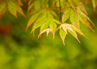 Autumn leaves with copy space