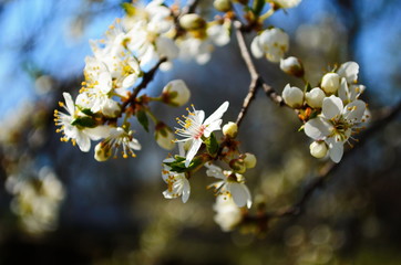 blooming cherry plum on a branch
