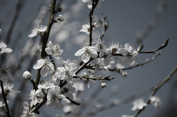 blooming cherry plum on a branch