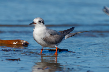 Black-fronted Tern Endemic to New Zealand