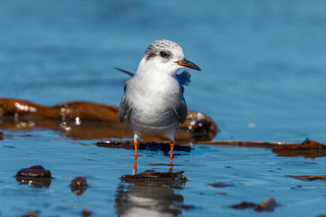 Black-fronted Tern Endemic to New Zealand