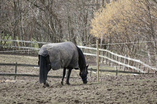Horse in a farm in H&oslash;sterk&oslash;b in 2006