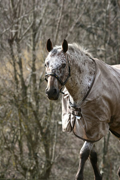 Horse in a farm in H&oslash;sterk&oslash;b in 2006