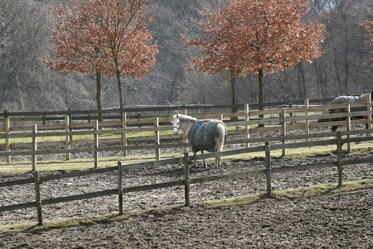 Horse in a farm in H&oslash;sterk&oslash;b in 2006