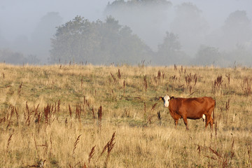 Danish cows in the fog over sjælsø and Eskemose