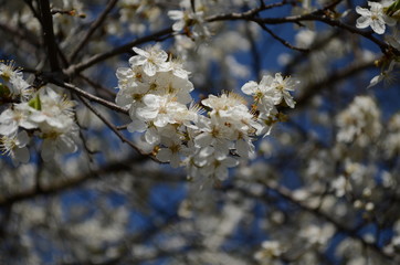 Fototapeta premium blooming cherry plum on a branch