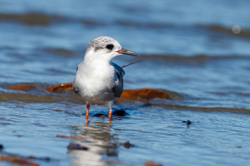 Black-fronted Tern Endemic to New Zealand