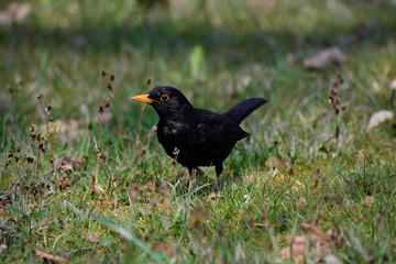Blackbird on the tgreen grass on a Sunny day