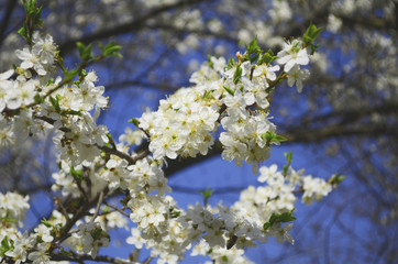 blooming cherry plum on a branch