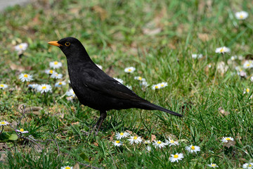 Fototapeta premium Blackbird on the green grass on a Sunny day