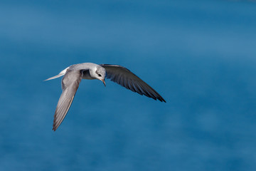 Black-fronted Tern Endemic to New Zealand