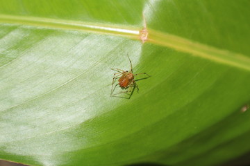 Spinne auf Bananenblatt - Sri Lanka