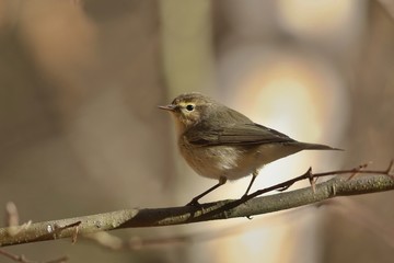 common chiffchaff sitting on the branch. Wildlife scene with song bird. Spring in the nature. Phylloscopus collybita