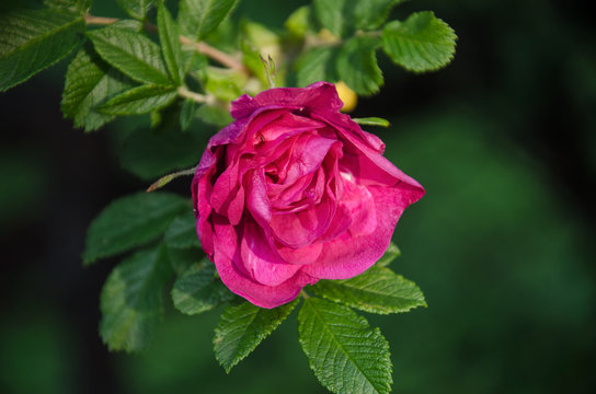 "Shrub Roses"-Bilder: Stock-Fotos & -Videos. | Adobe Stock