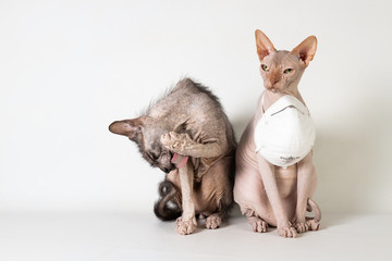 Wear mask and wash hands cats