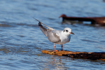Black-fronted Tern Endemic to New Zealand