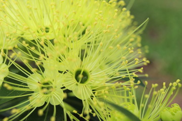 Close up of light yellow flowers of Golden Penda or Expo Gold blooming on bunch. Another name is First love, Junjum, Xanthostemon chrysanthus.