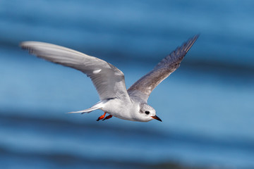 Black-fronted Tern Endemic to New Zealand