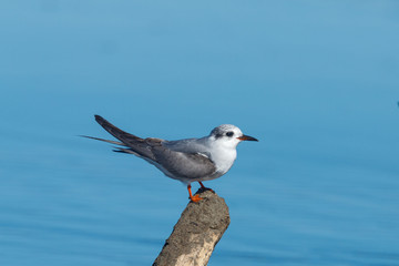 Obraz premium Rybitwa czarnoczelna Endemiczna dla Nowej Zelandii