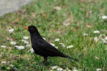 Fototapeta premium Blackbird on the tgreen grass on a Sunny day