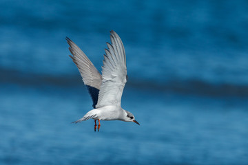 Black-fronted Tern Endemic to New Zealand