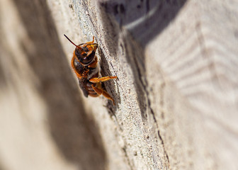 Bee full of pollen resting on concrete wall