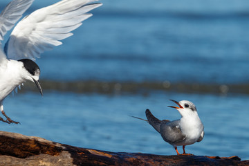 Black-fronted Tern Endemic to New Zealand