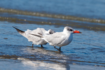 Caspian Tern in Australasia