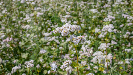 white buckwheat flowers on the field