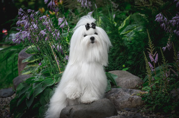 a white dog with long hair sits in a Bush with one paw raised