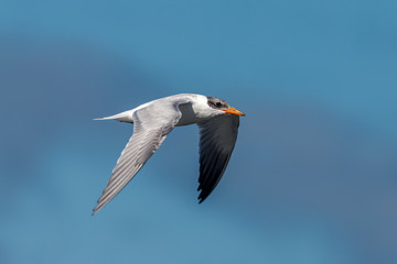 Fototapeta premium Caspian Tern in Australasia