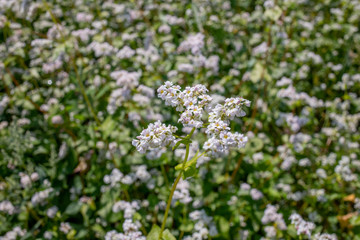 white buckwheat flowers on the field