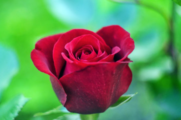 red rose  in the garden close up, rose flower