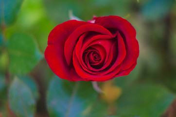 red rose  in the garden close up, rose flower