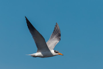 Caspian Tern in Australasia