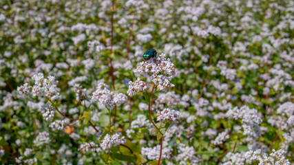 shiny beetle Cetonia aurata on small wildflowers