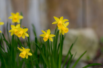 daffodils in the garden