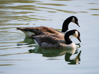 couple of Canada Geese swimming together on a lake